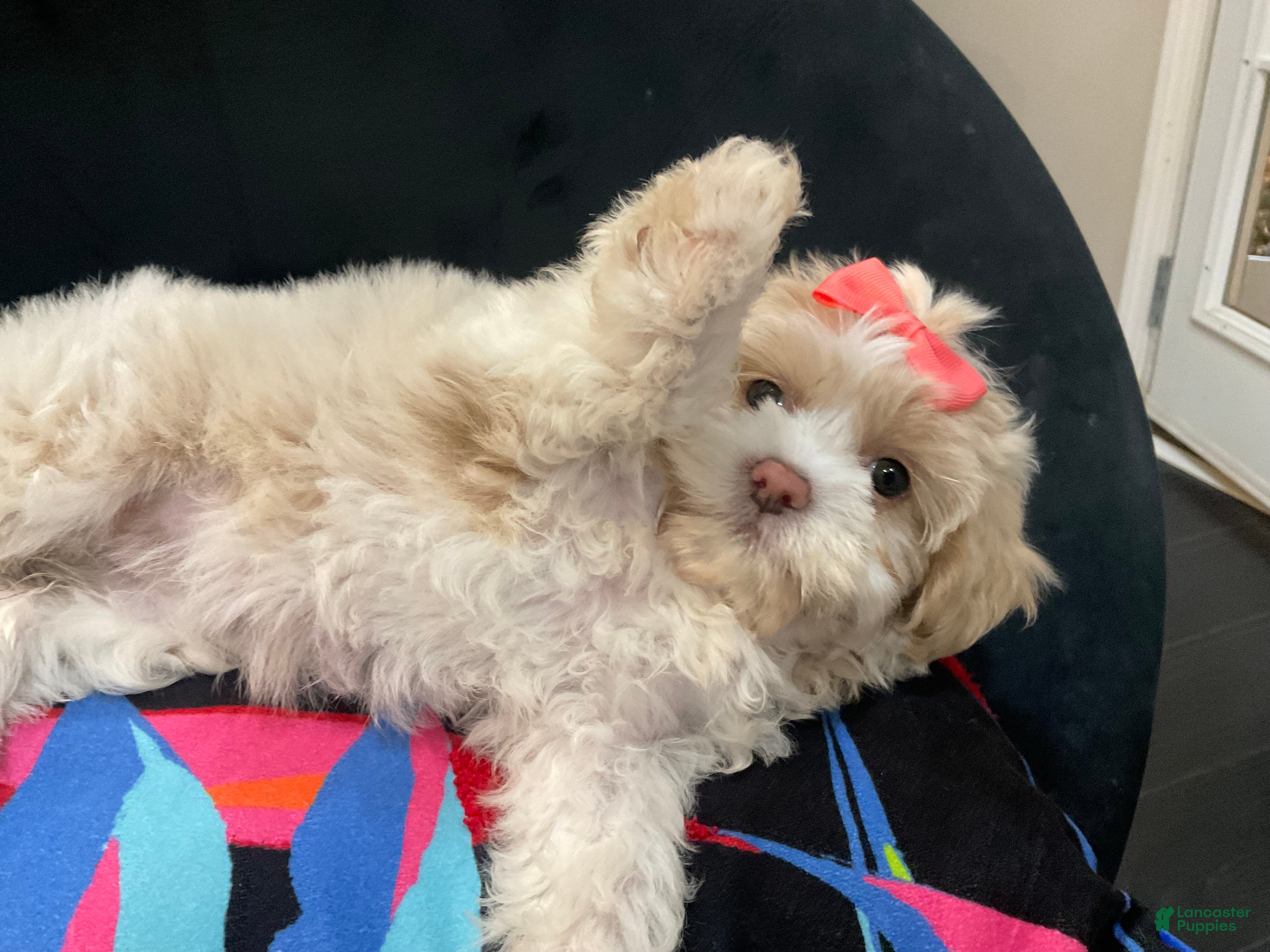 Shih Tzu dogs Leelee - Ad 11