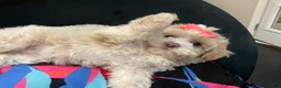 Shih Tzu dogs for sale: Leelee - Ad 1