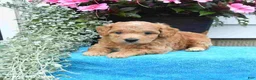 Mini Goldendoodle dogs for sale: Kathy - Ad 2