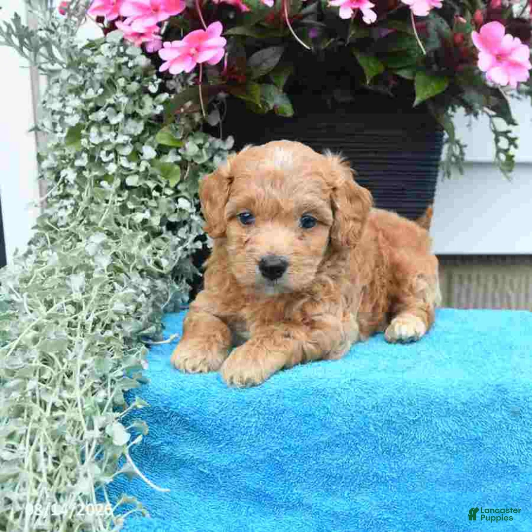 Mini Goldendoodle dogs for sale: Kathy - Ad 2