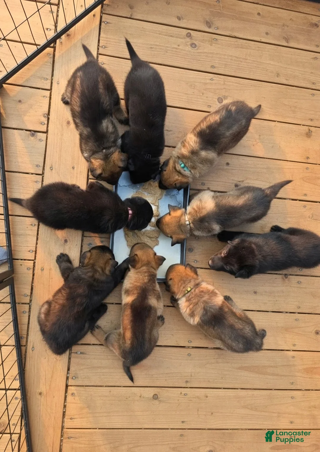 German Shepherd dogs for sale: Boy (Blue) - Ad 7