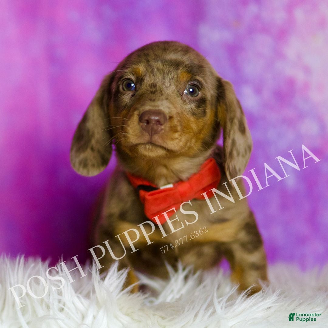 Miniature Dachshund dogs Jasper - Ad 1