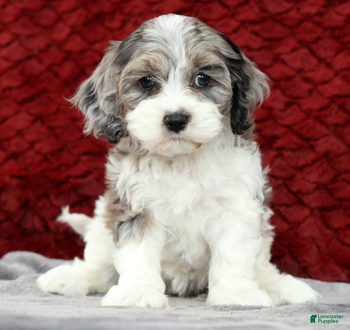 Cavapoo dogs Sonya - Ad 1