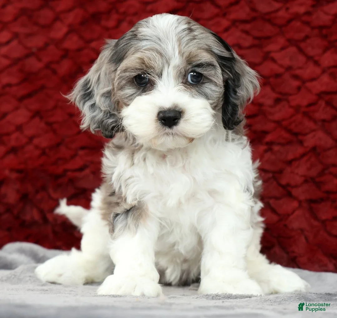 Cavapoo dogs for sale: Sonya - Ad 1
