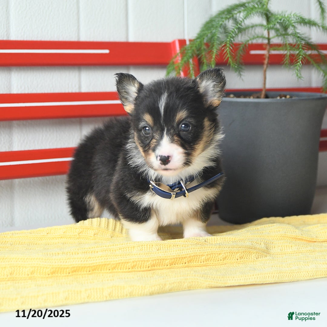 Welsh Corgi Pembroke dogs for sale: Fluffy Chocolate Drop - Ad 8