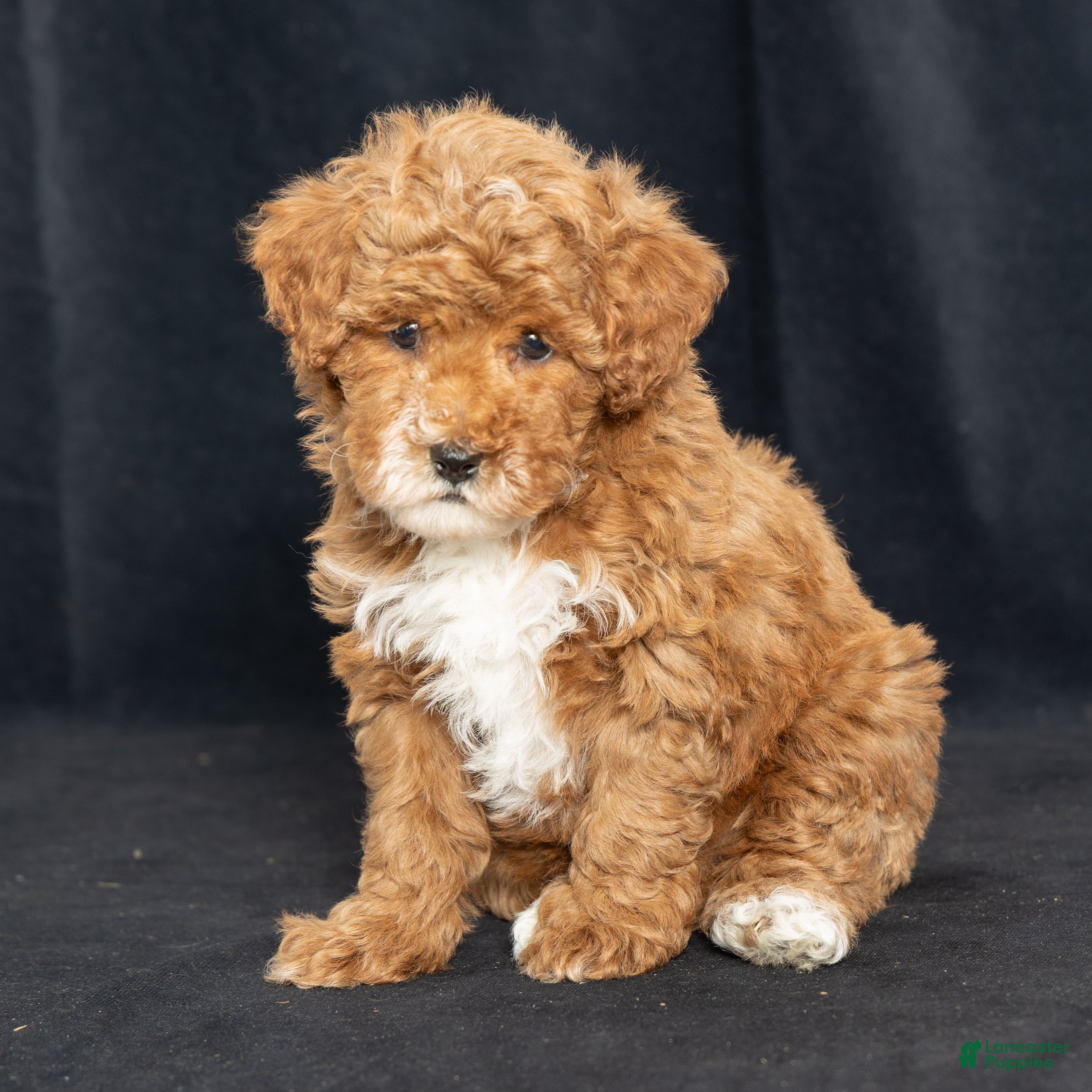 Miniature Poodle dogs Kay - Ad 29