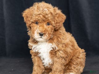 Miniature Poodle dogs Kay - Ad 29