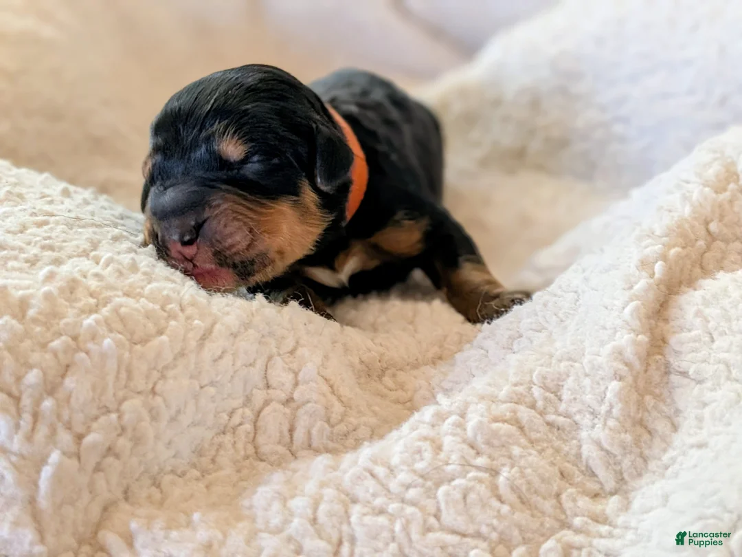 Mixed Breed dogs for sale: Goldador/Bernadoodle Puppy 9 - Ad 2