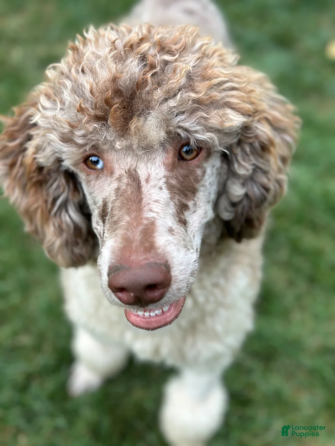 Goldendoodle dogs for sale: Bear - Ad 7