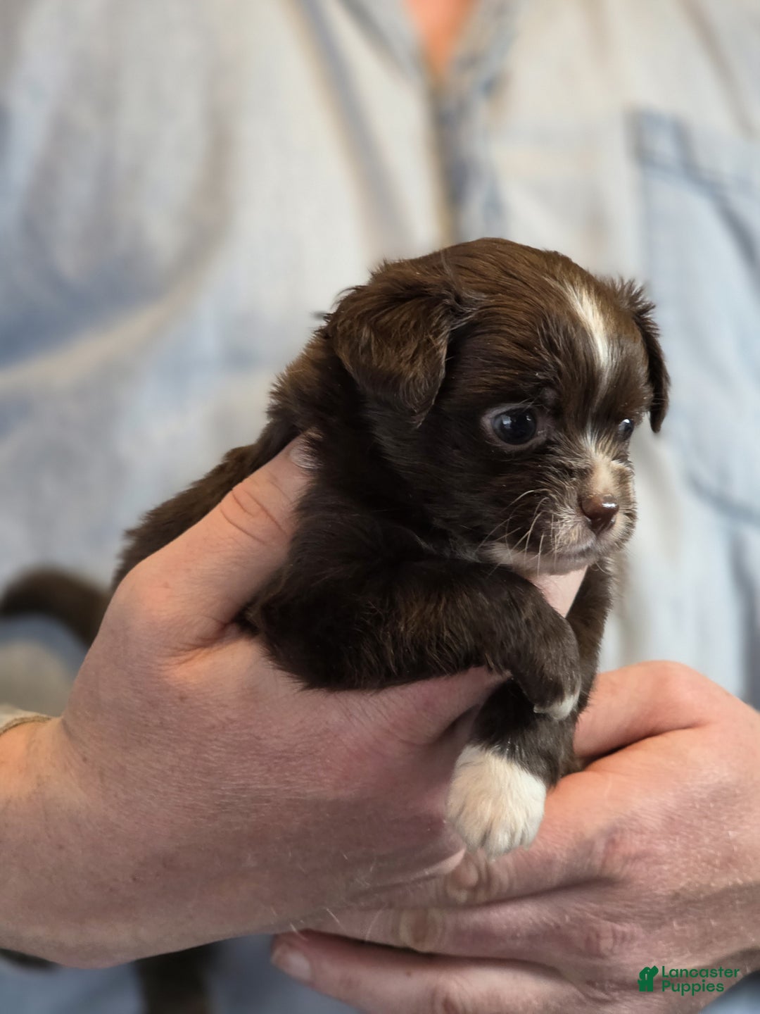 Chihuahua dogs for sale: Teddy - Ad 8