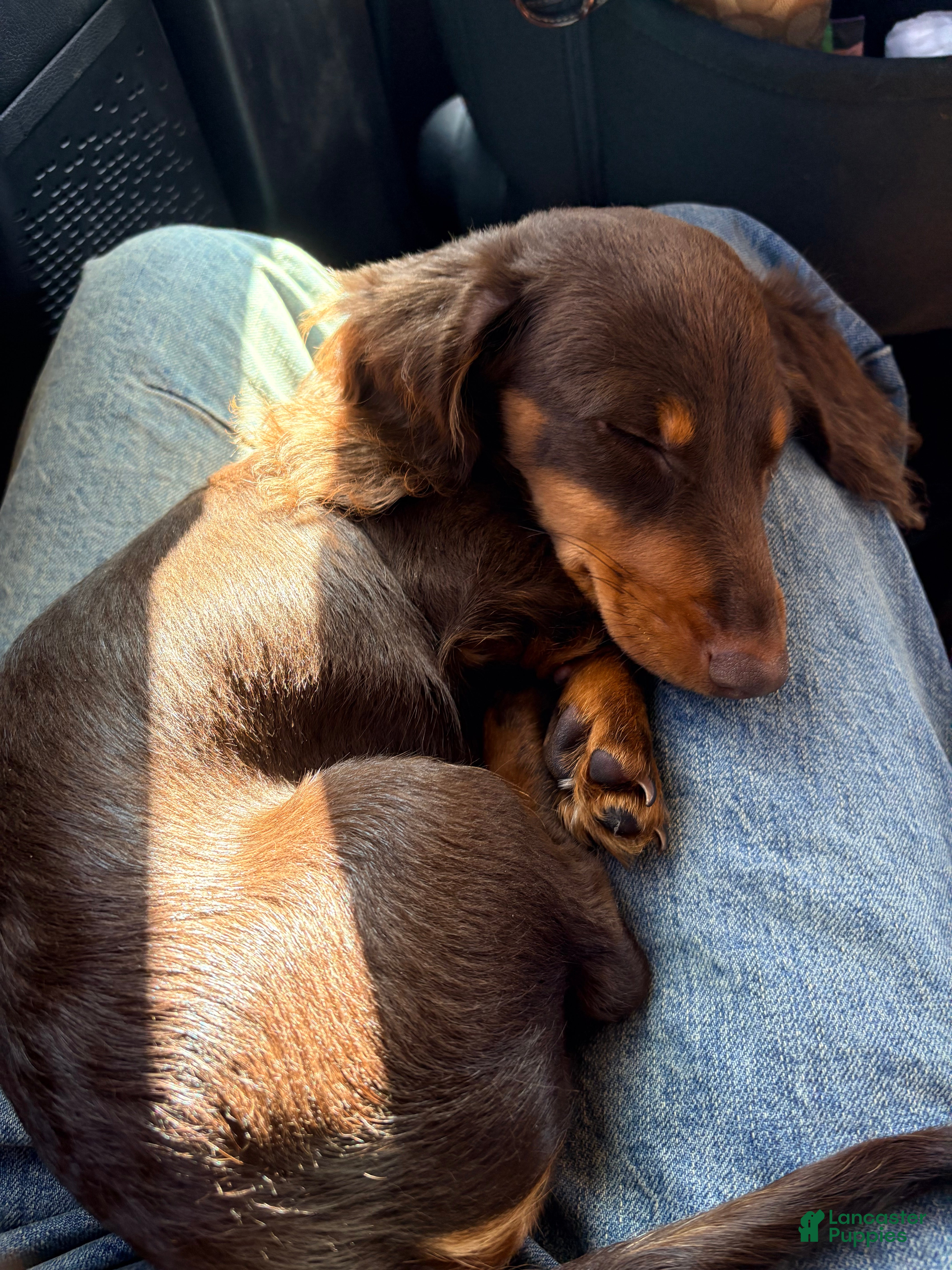 Miniature Dachshund dogs Miniature Dachshund 2 (chai) - Ad 1