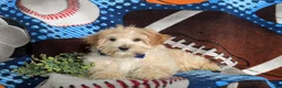 Maltipoo dogs for sale: Corbett - Ad 7