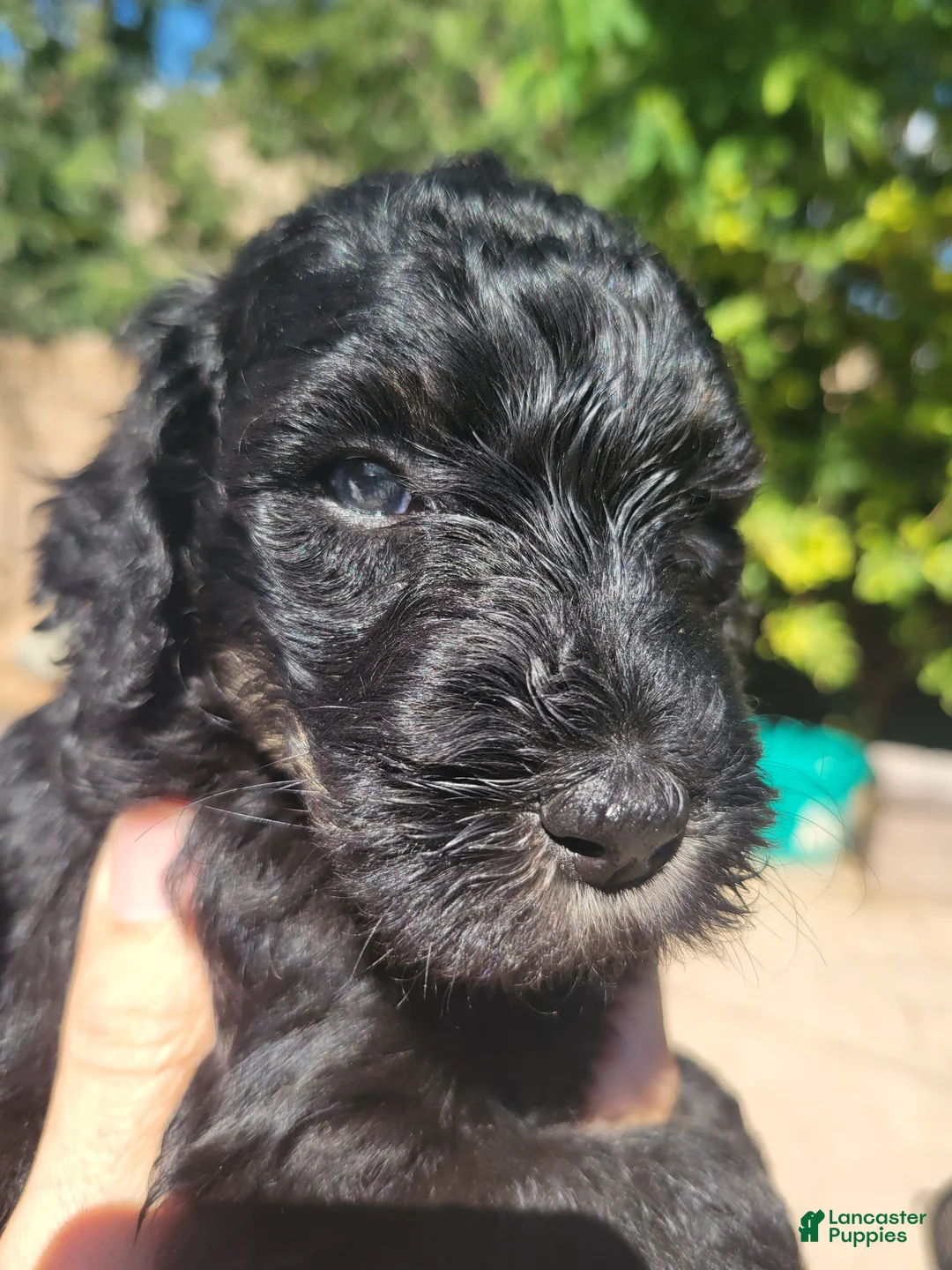Aussiedoodle dogs for sale: Aussiedoodle Merryweather  - Ad 2