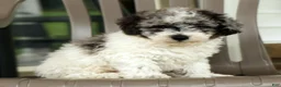 Miniature Poodle dogs for sale: Felix - Ad 3