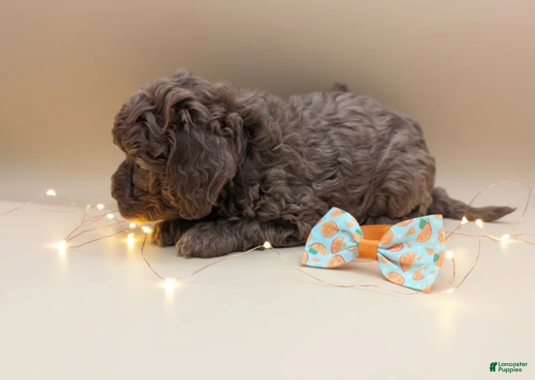 Toy Poodle dogs for sale: Maple 🍁 - Ad 17