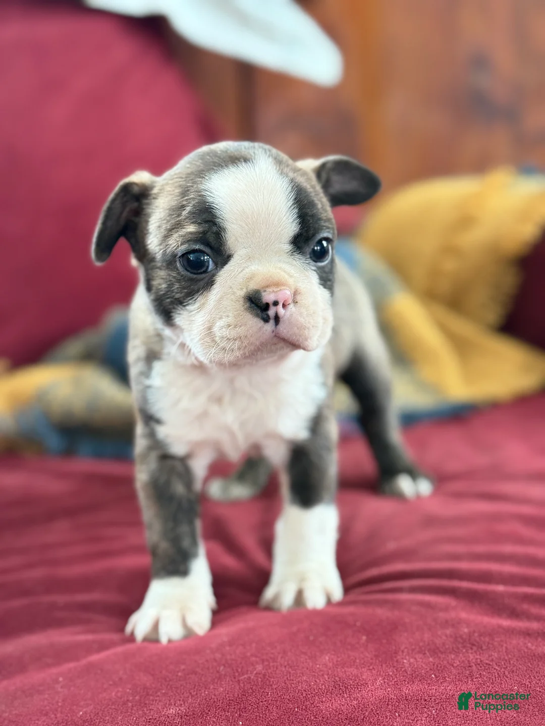 Boston Terrier dogs for sale: Benji - Ad 1