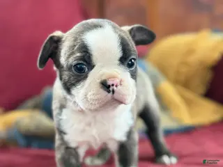 Boston Terrier dogs for sale: Benji - Ad 4