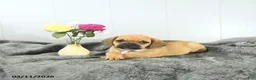 Puggle dogs for sale: Carter - Ad 4