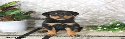 Rottweiler dogs for sale: Athena - Ad 1