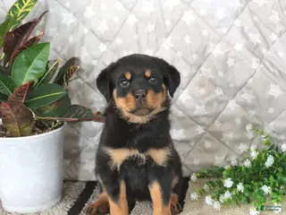Rottweiler dogs for sale: Athena - Ad 4