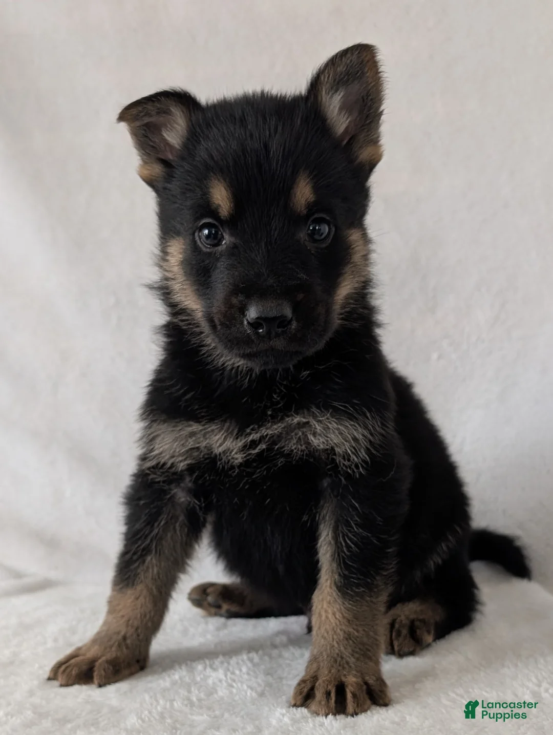 German Shepherd dogs for sale: Ryder  - Ad 5