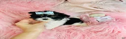 Biewer Terrier dogs for sale: Biewer Terrier 2 - Ad 3
