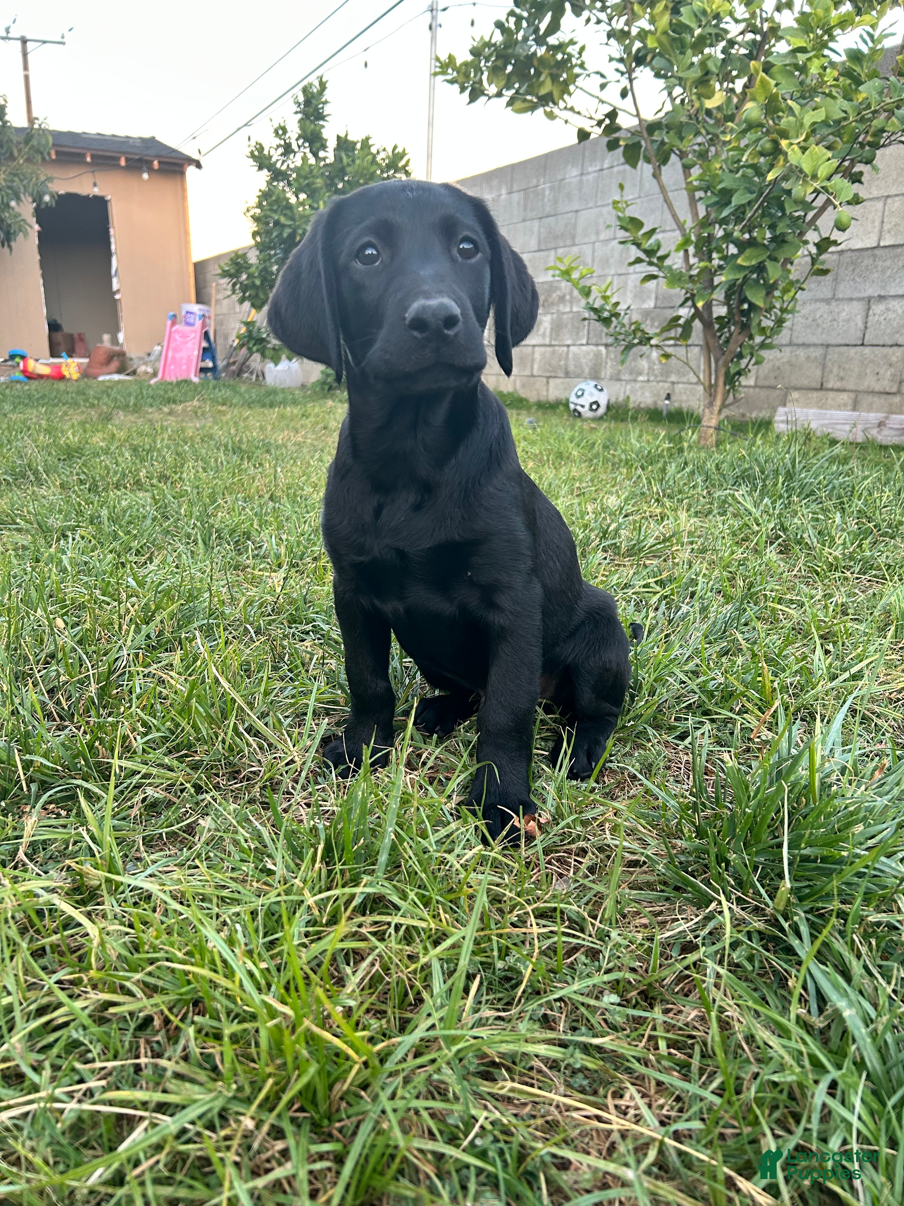 Labrador Retriever dogs Labrador Retriever Puppy 1 - Ad 2