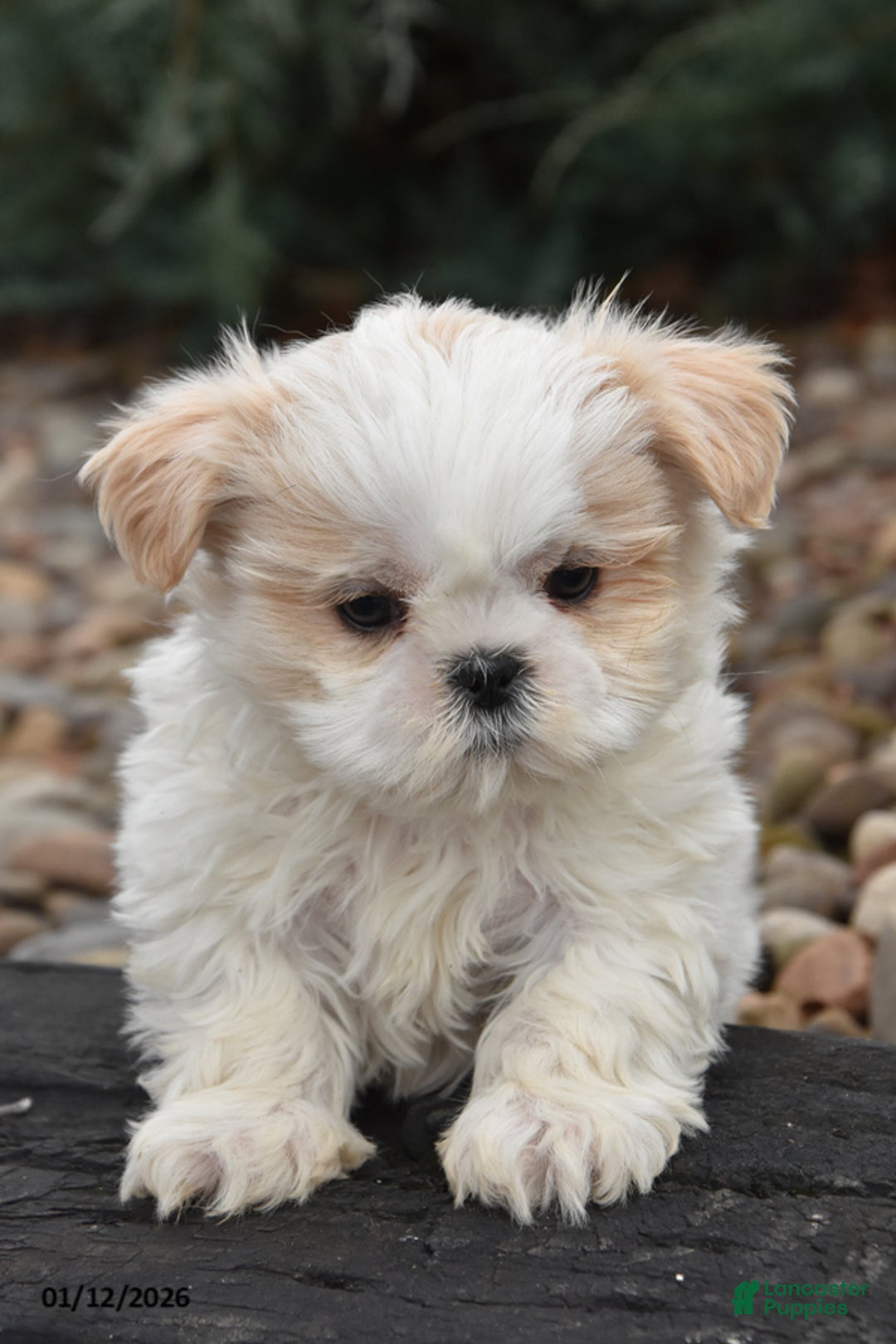 Shih Tzu dogs for sale: Jupiter - Ad 2