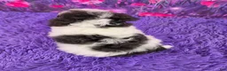 Miniature Poodle dogs for sale: Candy - Ad 3