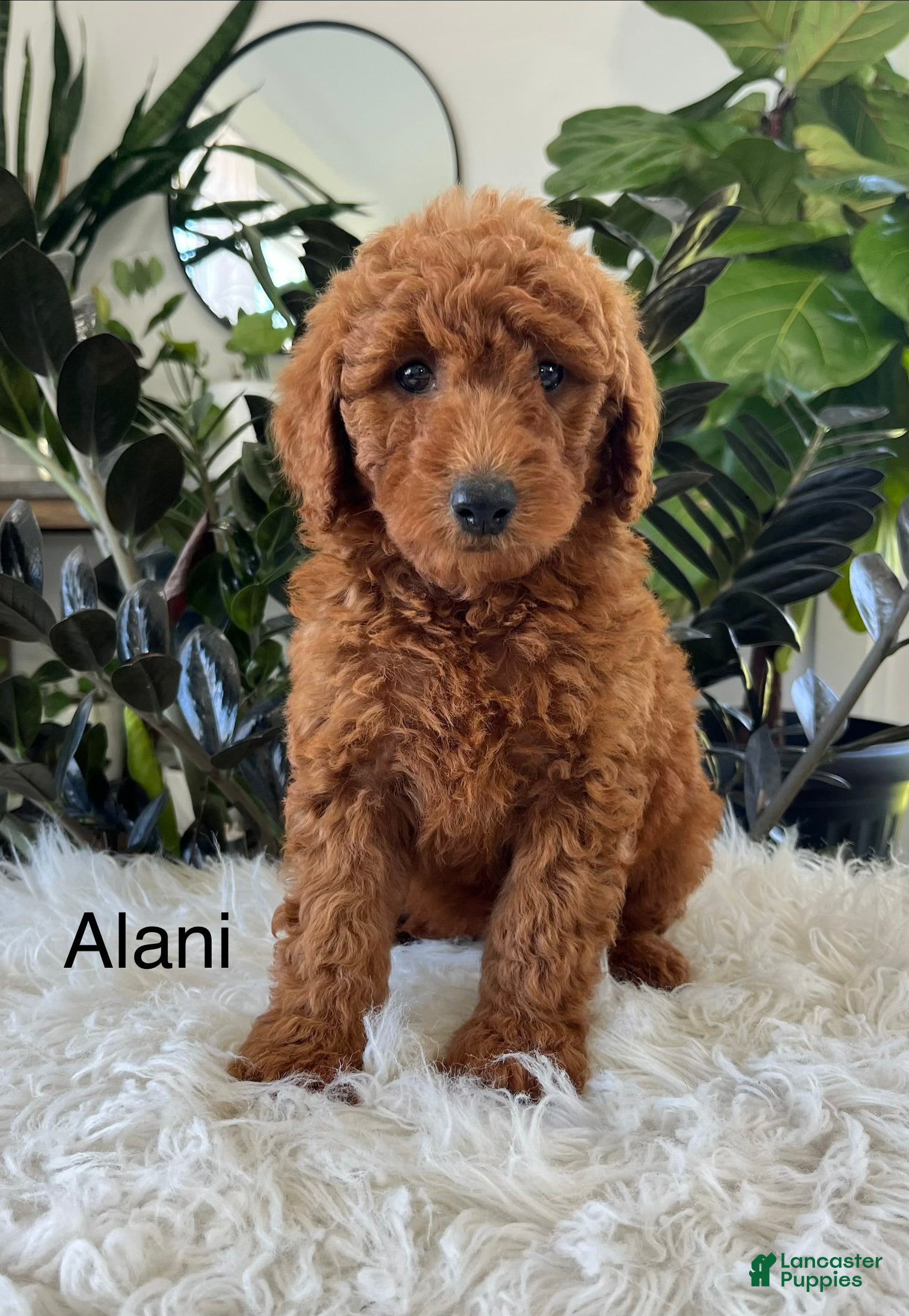 Mini Goldendoodle dogs Alani - Ad 1