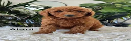 Mini Goldendoodle dogs for sale: Alani - Ad 1