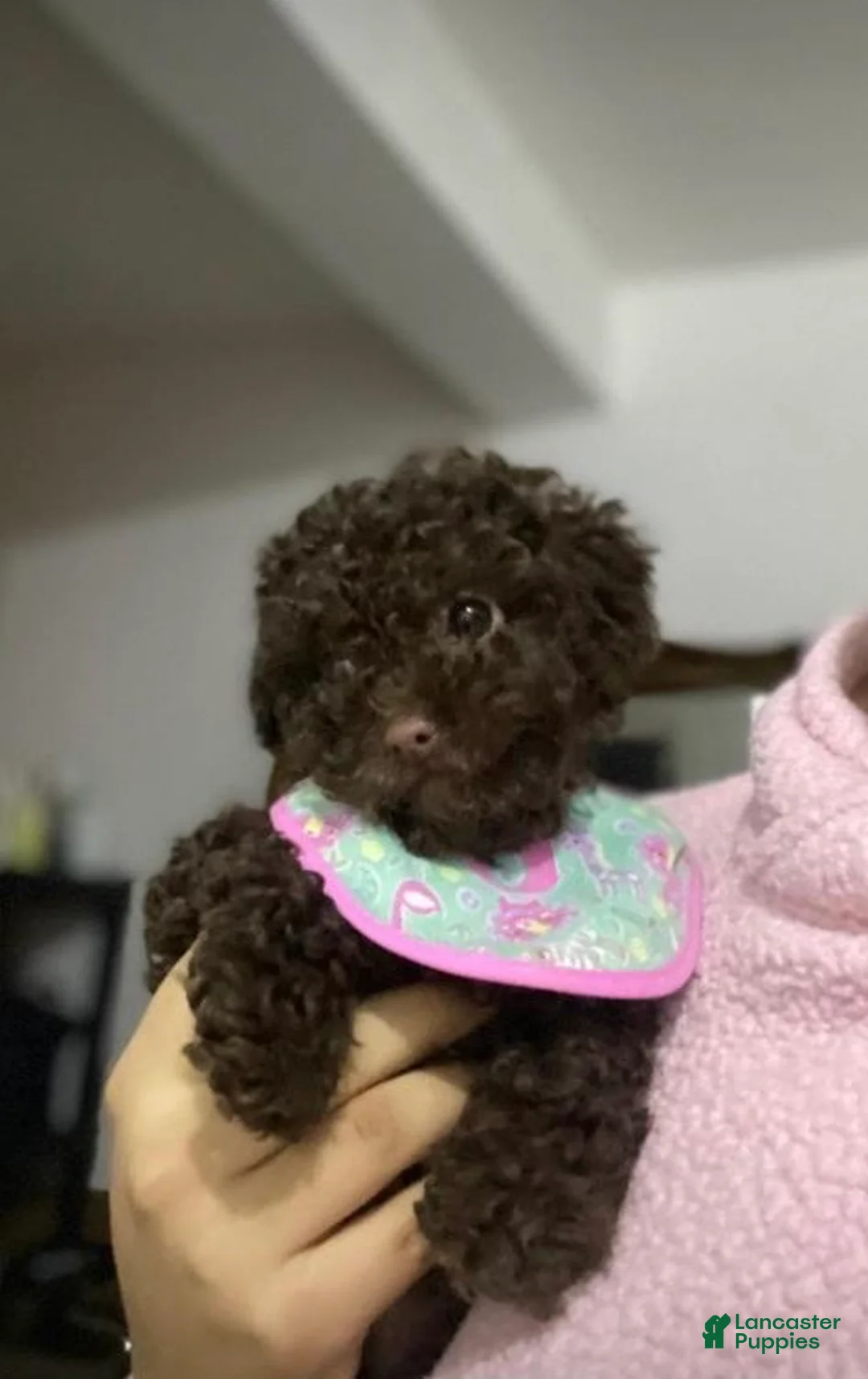 Toy Poodle dogs for sale: Teddy  - Ad 1