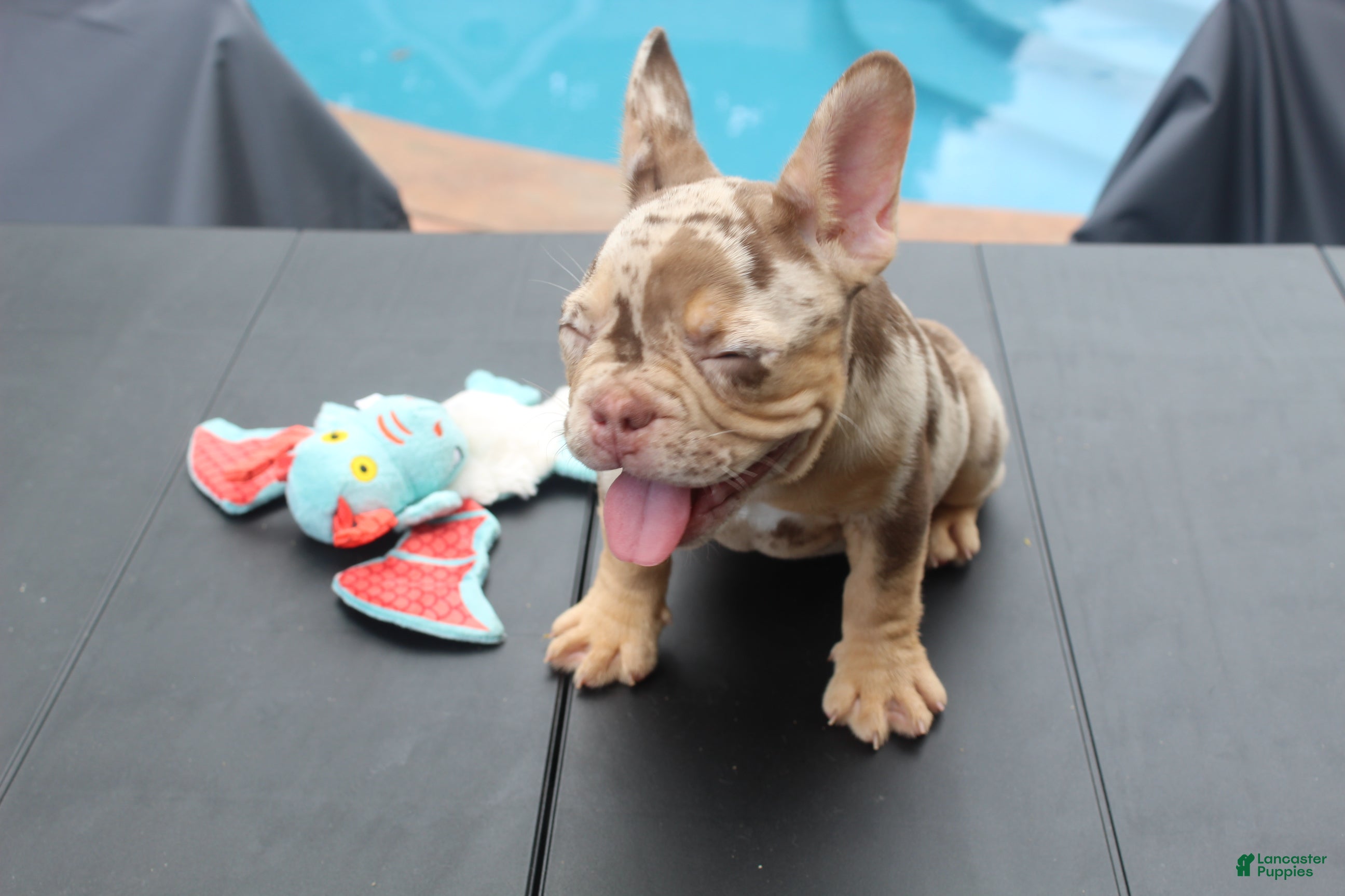 French Bulldog dogs MADELINE from DEATH BECOMES HER - Ad 2