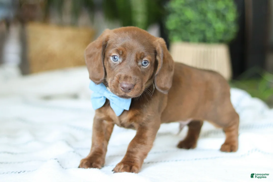 Miniature Dachshund dogs for sale: Adouille - Ad 3