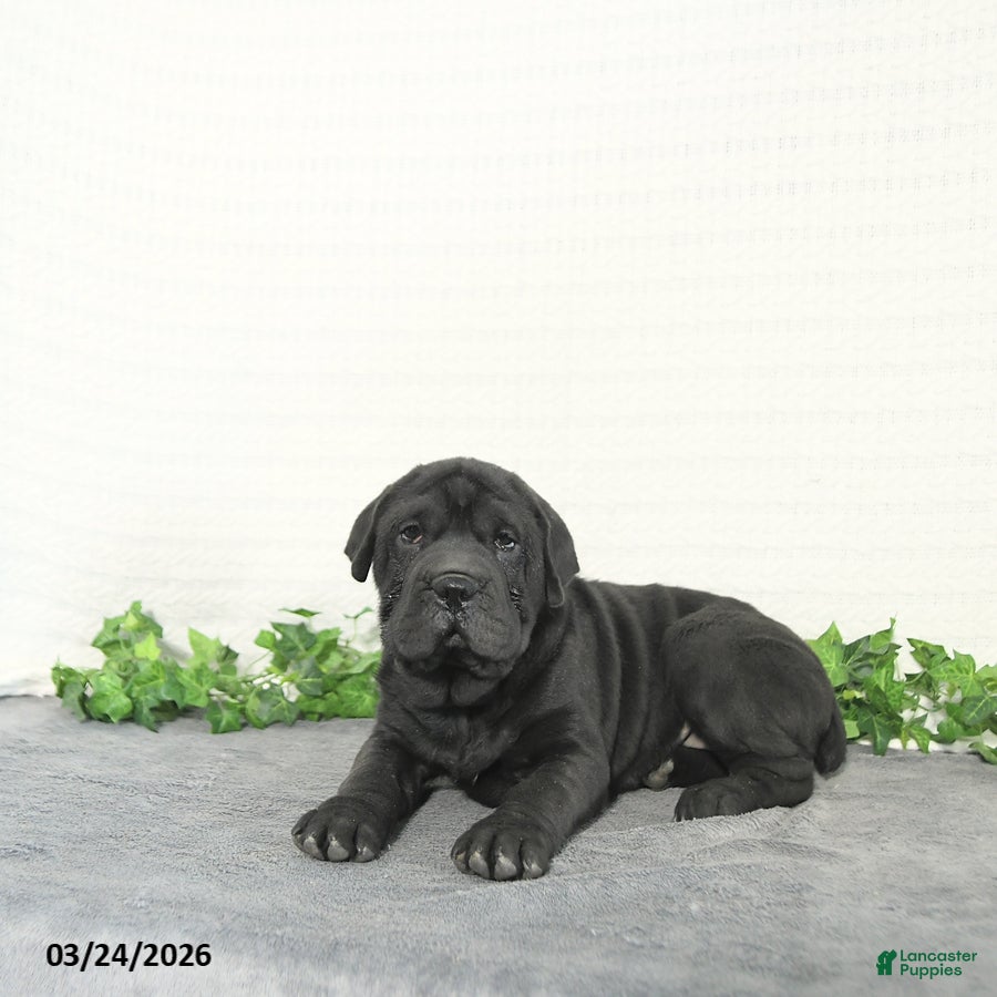 Mini Hippo dogs Lyla - Ad 2