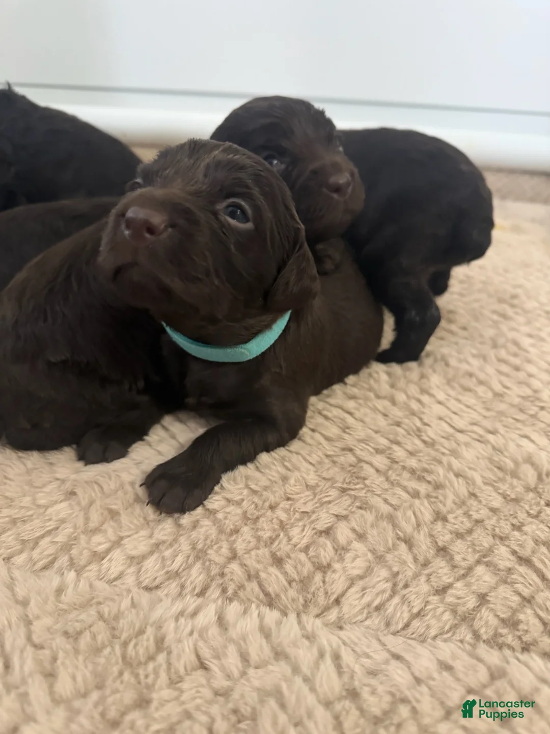 Boykin Spaniel dogs for sale: Teal Collar_Female - Ad 1