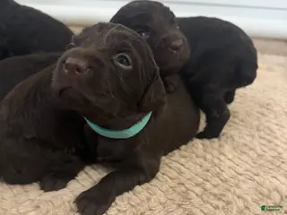Boykin Spaniel dogs for sale: Teal Collar_Female - Ad 2