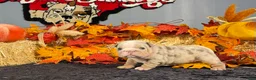 English Bulldog dogs for sale: English Bulldog 1 - Ad 5