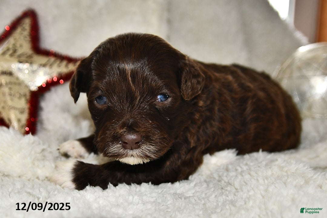 Portuguese Water Dog dogs for sale: Dime - Ad 5