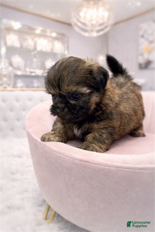 Shih Tzu dogs Shih Tzu Puppy 2 - Ad 33