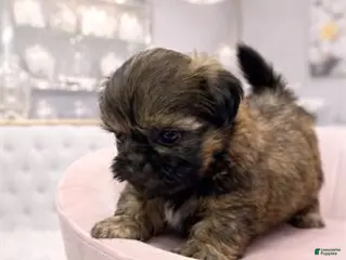 Shih Tzu dogs Shih Tzu Puppy 2 - Ad 42