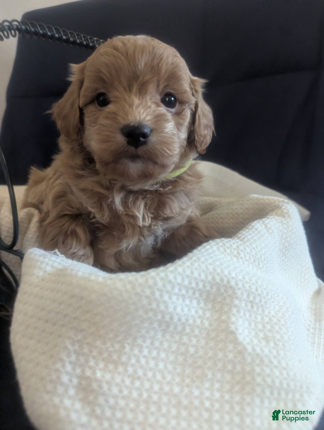 Mini Goldendoodle dogs for sale: Natasha - Ad 2