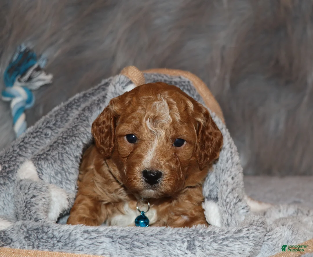 Mini Goldendoodle dogs for sale: Thomas 💙 Micro Miniature - Ad 20
