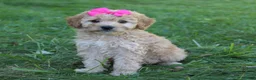 Mini Goldendoodle dogs for sale: Marla 🎀 - Ad 1