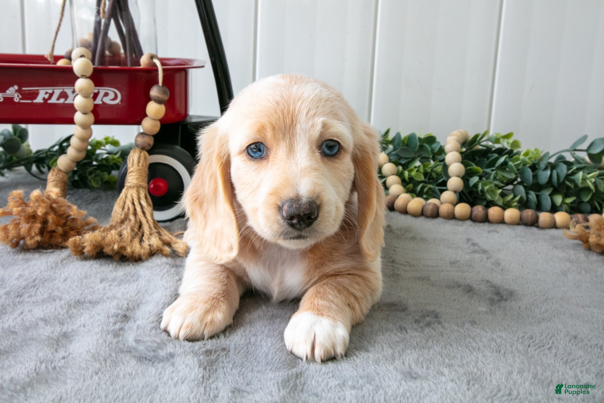 Miniature Dachshund dogs Moe - Ad 1