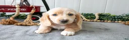 Miniature Dachshund dogs for sale: Moe - Ad 1