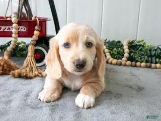 Miniature Dachshund dogs for sale: Moe - Ad 3
