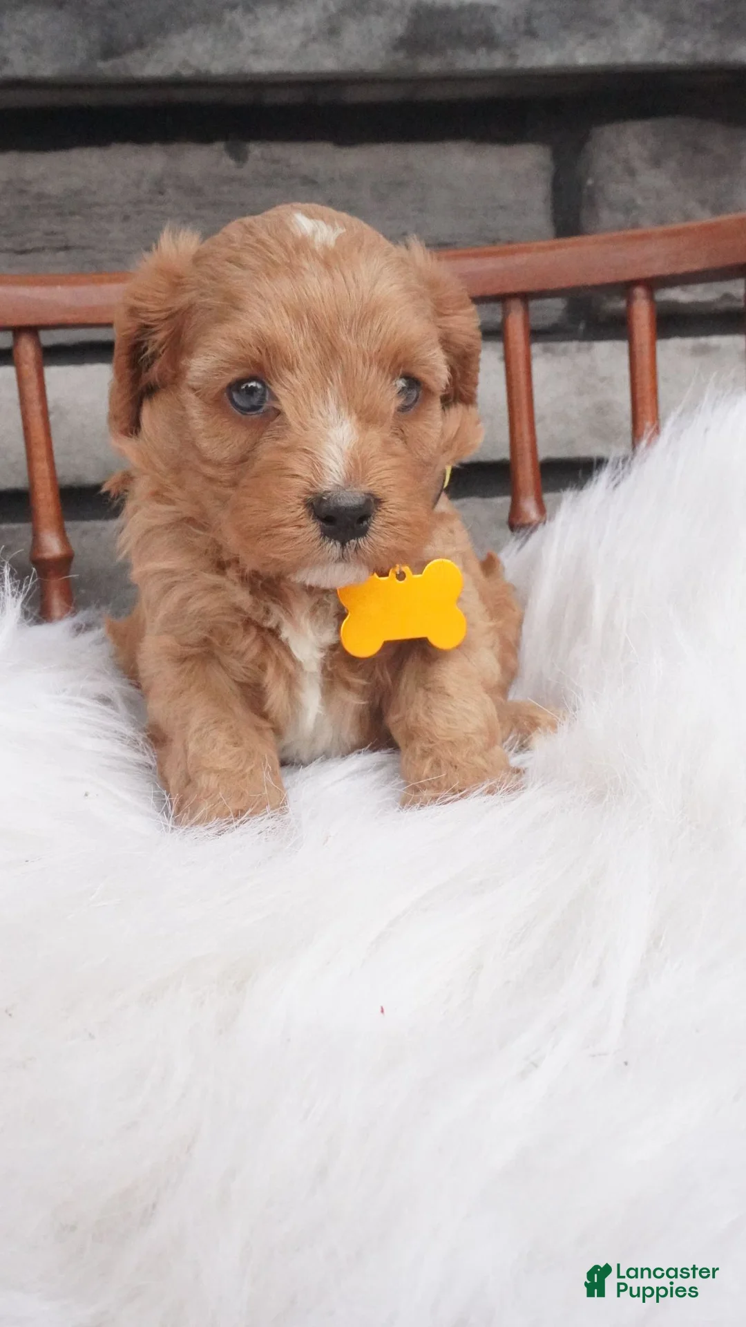 Cavapoo dogs for sale: Jacy  - Ad 2