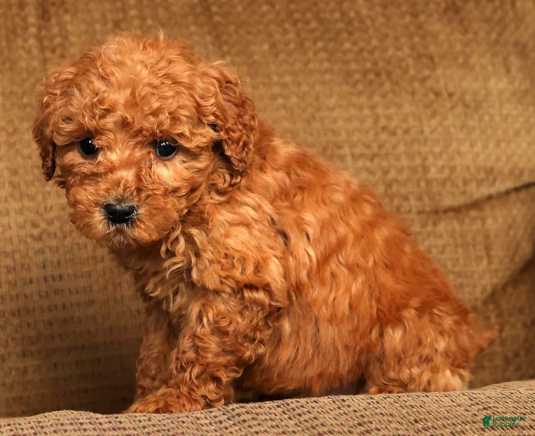 Mini Goldendoodle dogs for sale: Lori - Ad 8