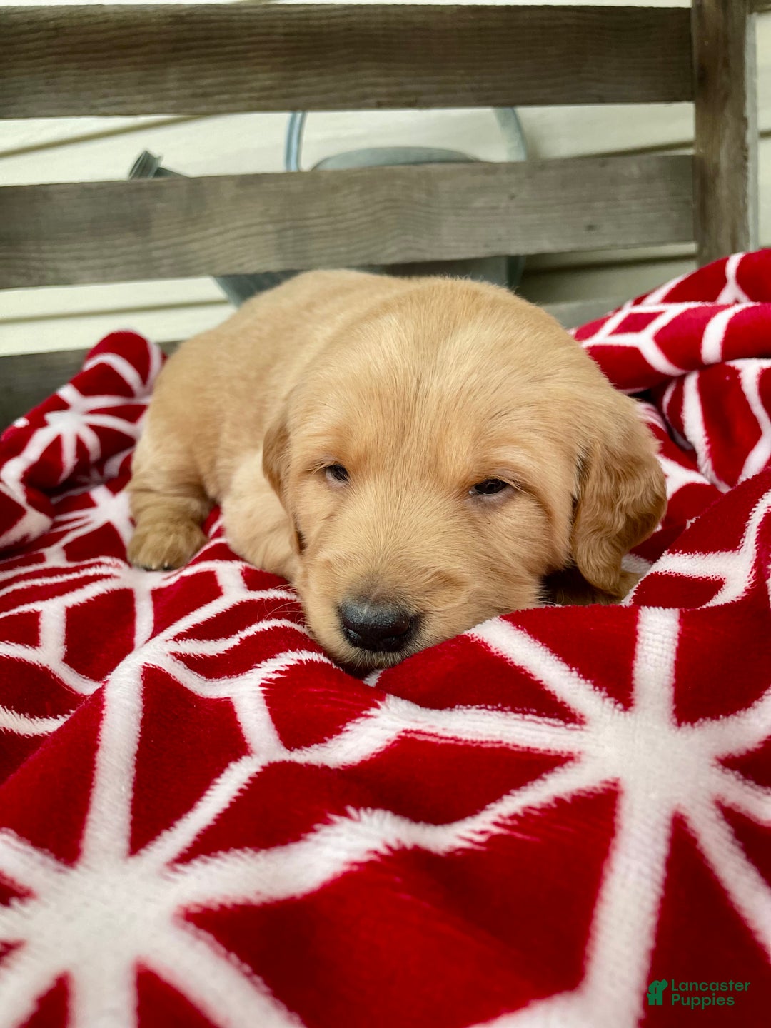 Golden Retriever dogs for sale: Copper - Ad 5